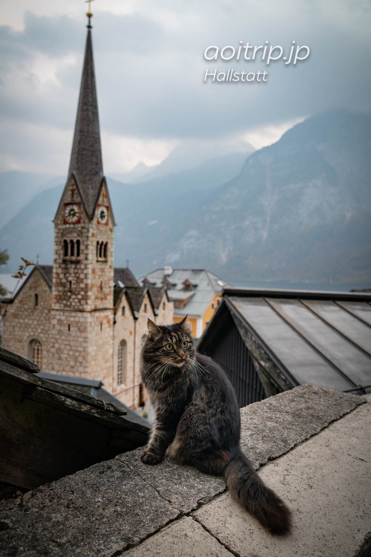 🇦🇹ハルシュタットのカトリック教会の前で出会ったモフモフのモフリシャス。
...