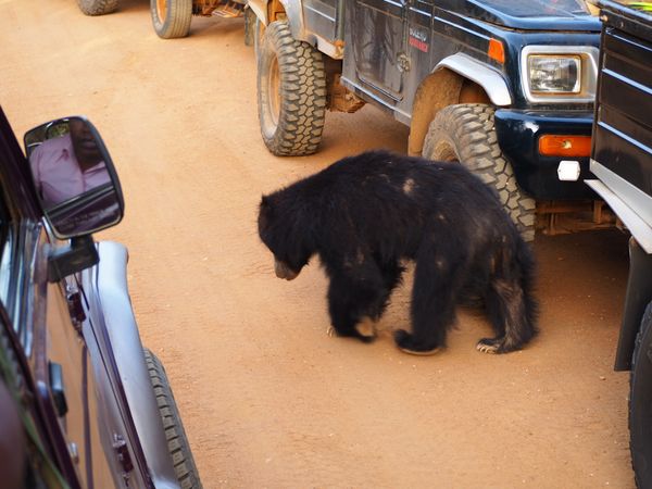 スリランカ・コロンボ「2018スリランカ一周」の写真：早朝からサファリへ
目当てのレパードを見...