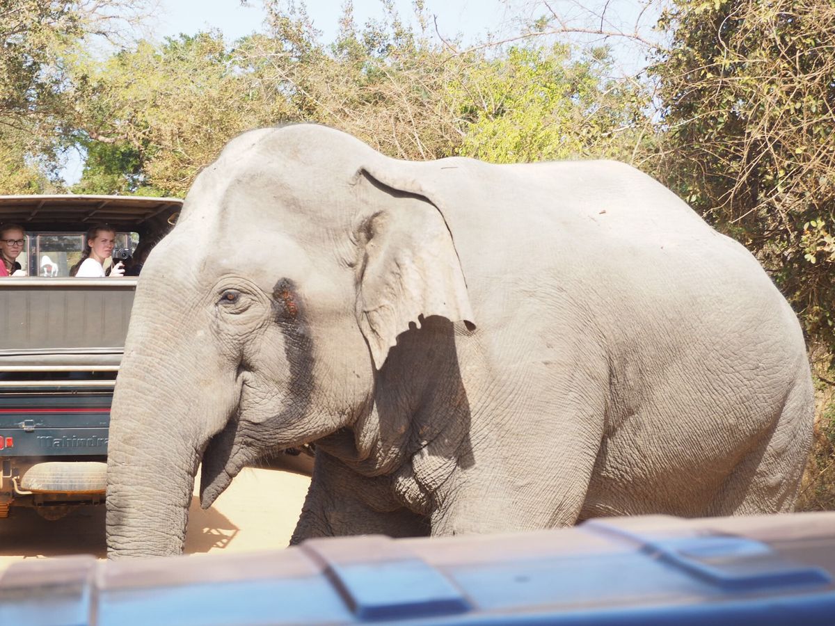 早朝からサファリへ
目当てのレパードを見ることが出来ず残念でした