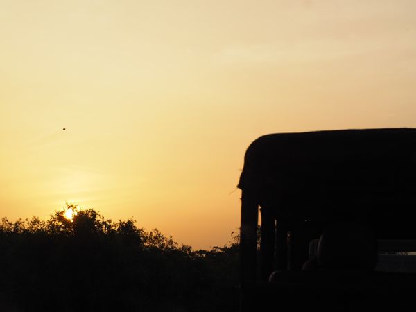 スリランカ・コロンボ「2018スリランカ一周」の写真：サファリ続き