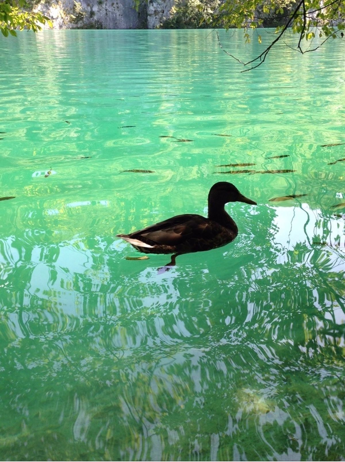 ヨーロッパひとり旅第一弾の最終地はクロアチア🇭🇷
クロアチアに寄った目的...