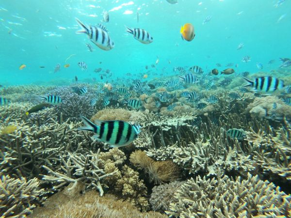 インドネシア・バリ「バリ旅行」の写真