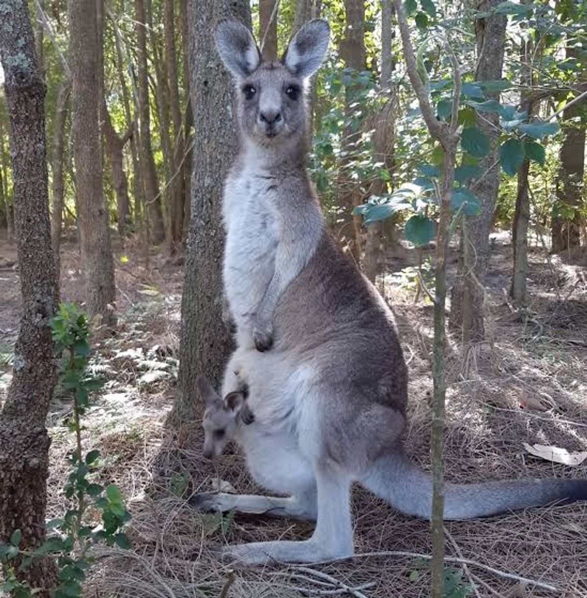 大きな動物園でコアラを抱っこしました。
モコモコふわふわのイメージでしたが...