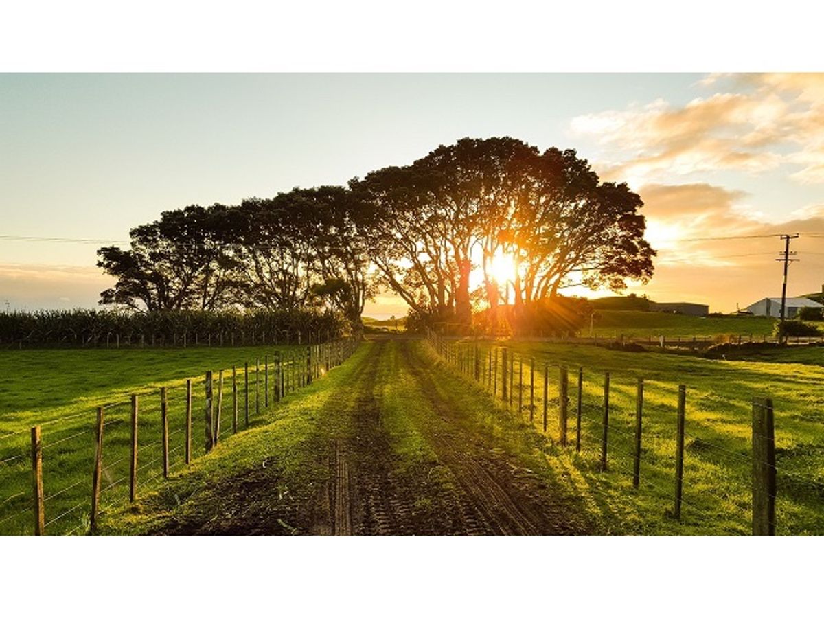 ファームステイでは、お菓子の入ったリュックをアリに襲撃されましたw
当時は...
