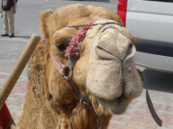 イスラエル「イスラエル」の写真