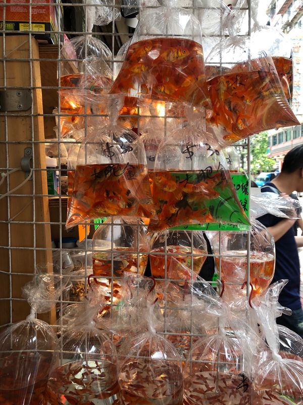 香港「香港🇭🇰」の写真