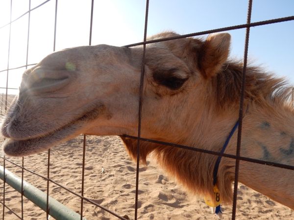 アラブ首長国連邦・ドバイ「Dubai」の写真