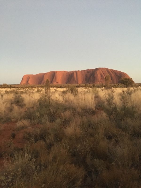 オーストラリア連邦・ケアンズ「オーストラリア🐨」の写真