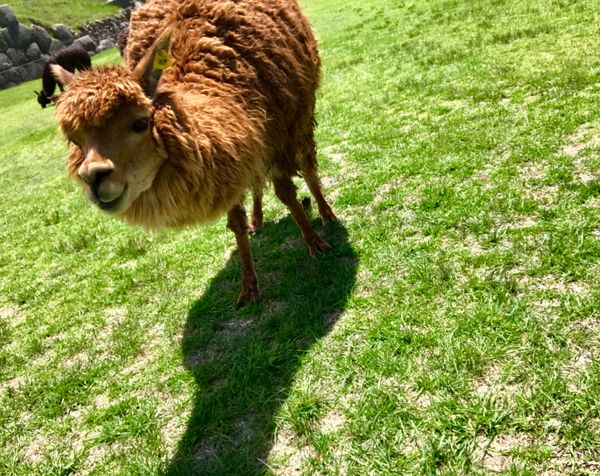 ペルー・クスコ「Peru」の写真