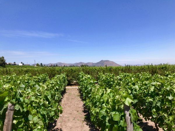 チリ・サンティアゴ「Chile」の写真