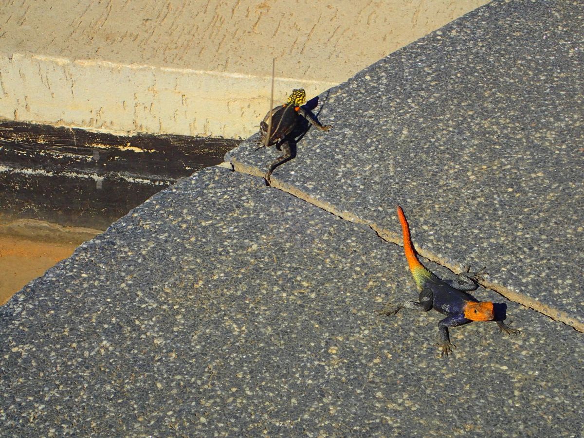 ウィントフック！ヒンバ族〜