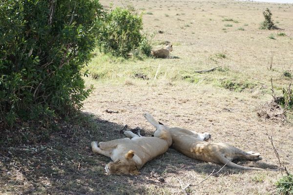 ケニア・ナイロビ「ケニア」の写真：マサイマラ🇰🇪