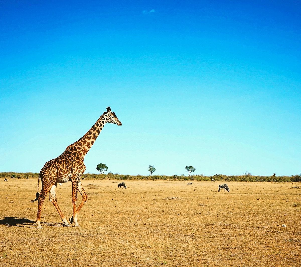 マサイマラ🇰🇪