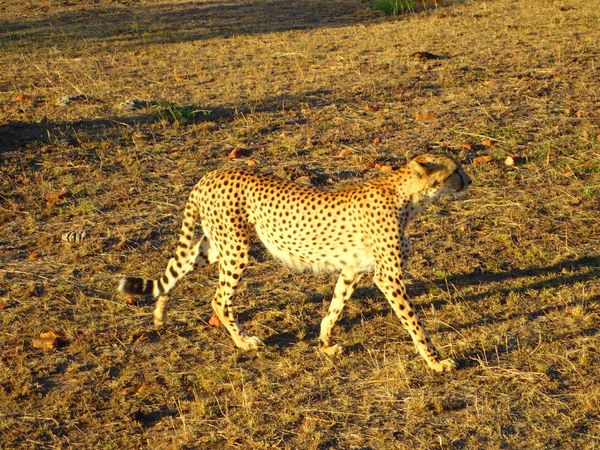ケニア・ナイロビ「ケニア」の写真：ナクル湖〜フラミンゴが減ってる…
