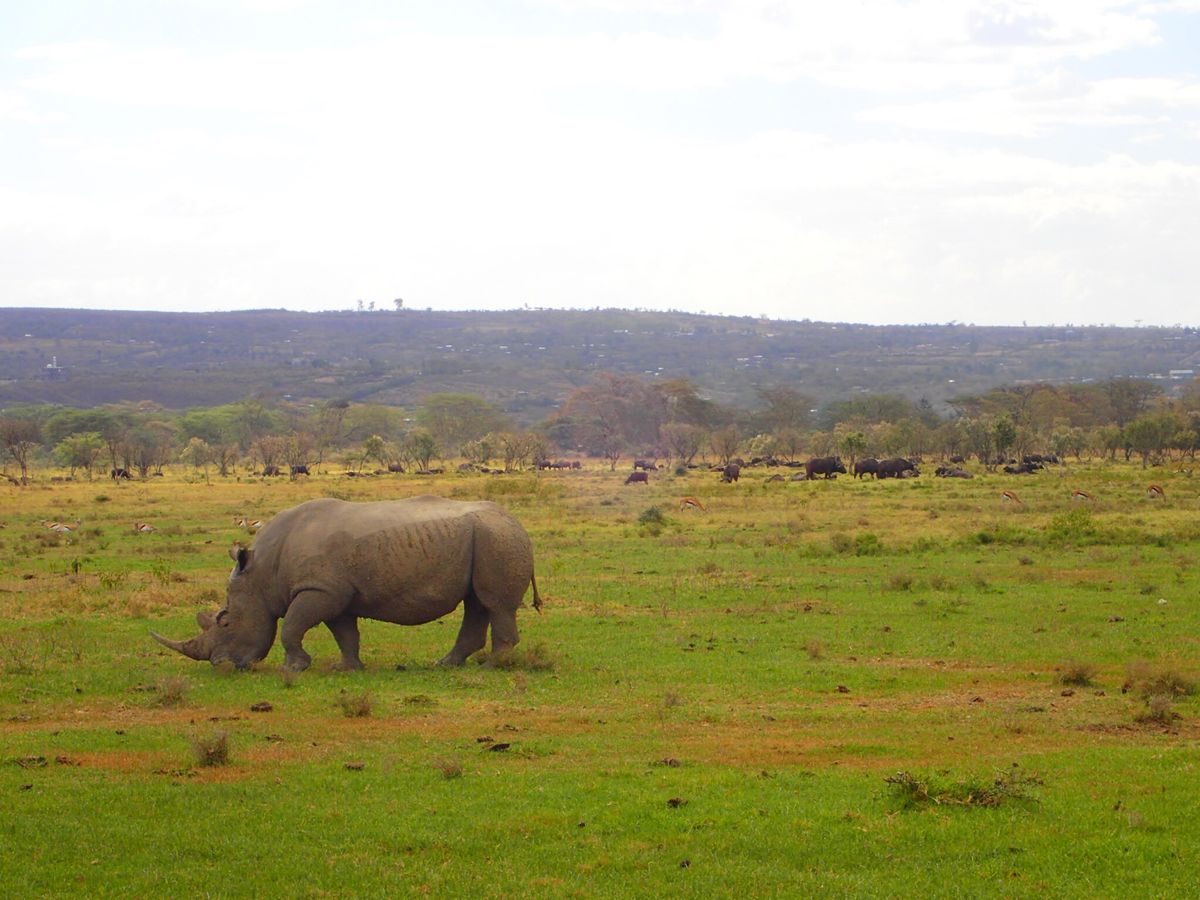 ナクル湖〜フラミンゴが減ってる…