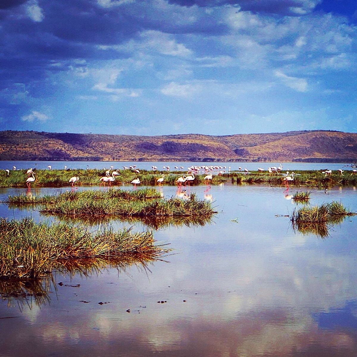 ナクル湖〜フラミンゴが減ってる…