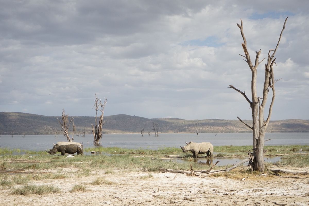 ナクル湖〜フラミンゴが減ってる…