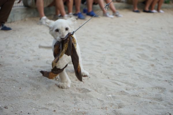 タンザニア連合共和国・キリマンジャロ、ザンジバル島「タンザニア」の写真：Cheetah’s Rock 🦁
ザンジ...
