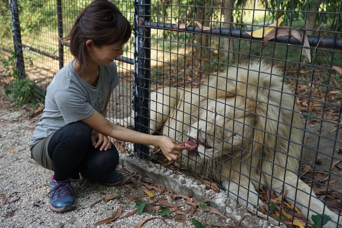 Cheetah’s Rock 🦁
ザンジバル島にあるチーターと触れ合える場...