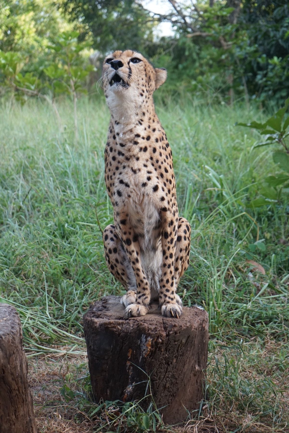 Cheetah’s Rock 🦁
ザンジバル島にあるチーターと触れ合える場...