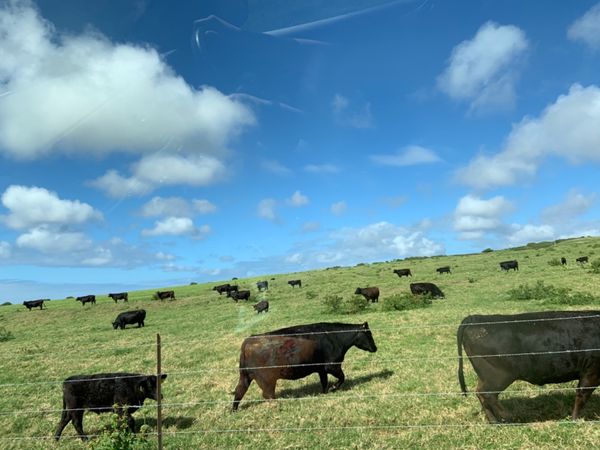 アメリカ(米国)・コナコーストリゾート「2019 大好きハワイ島❤️卒業旅行を兼ねた家族旅行」の写真：サウスポイントに行く途中の景色。 牛さん...