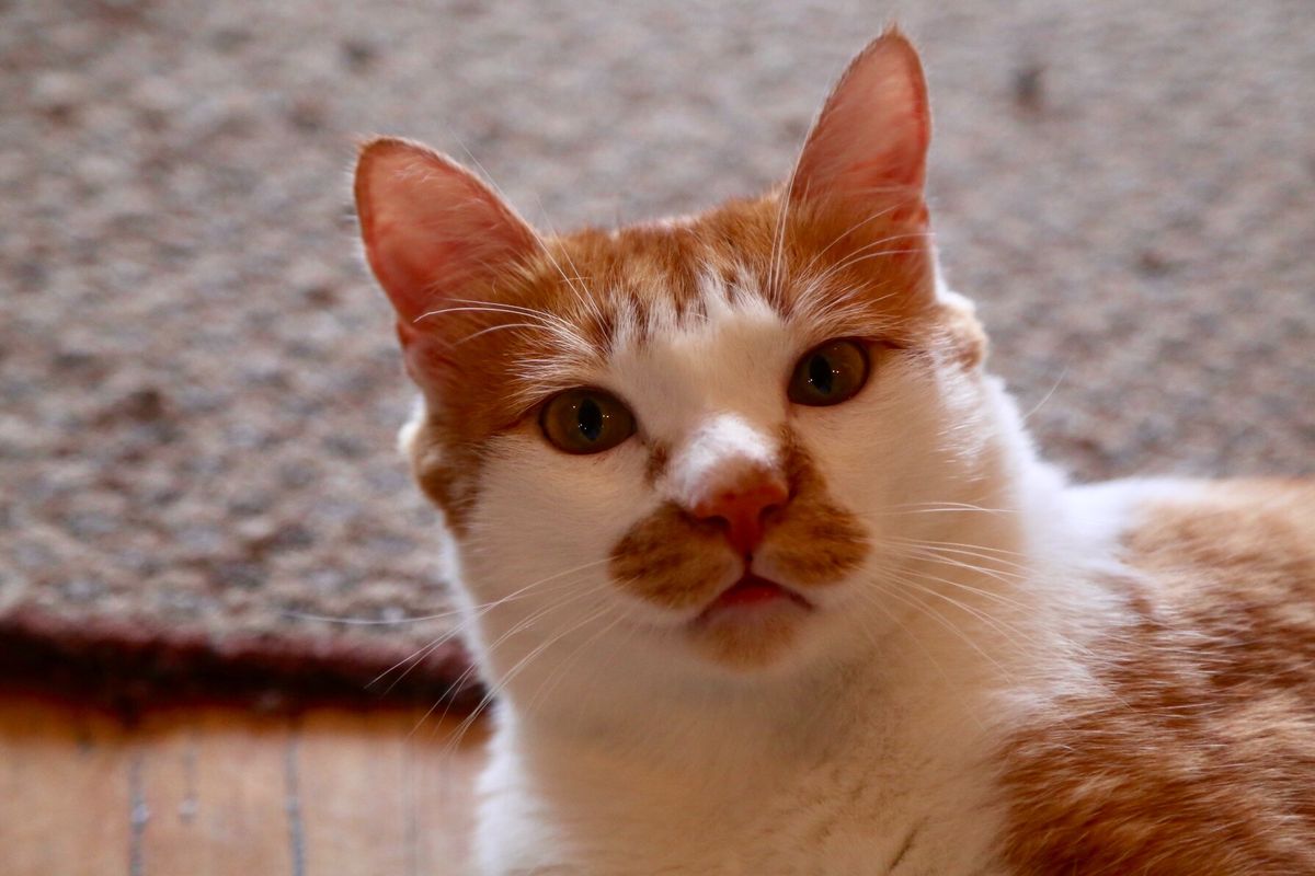 ウラジオストクの街中にある猫カフェ、ヴァレリヤニチ

11匹在籍してる猫ち...