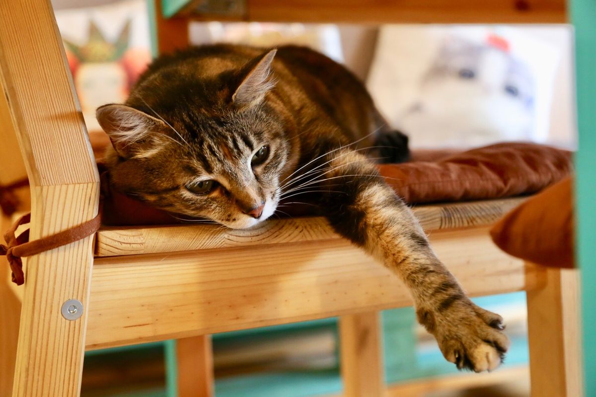 ウラジオストクの街中にある猫カフェ、ヴァレリヤニチ

11匹在籍してる猫ち...