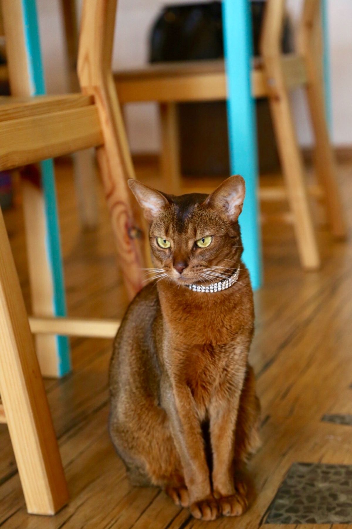 ウラジオストクの街中にある猫カフェ、ヴァレリヤニチ

11匹在籍してる猫ち...