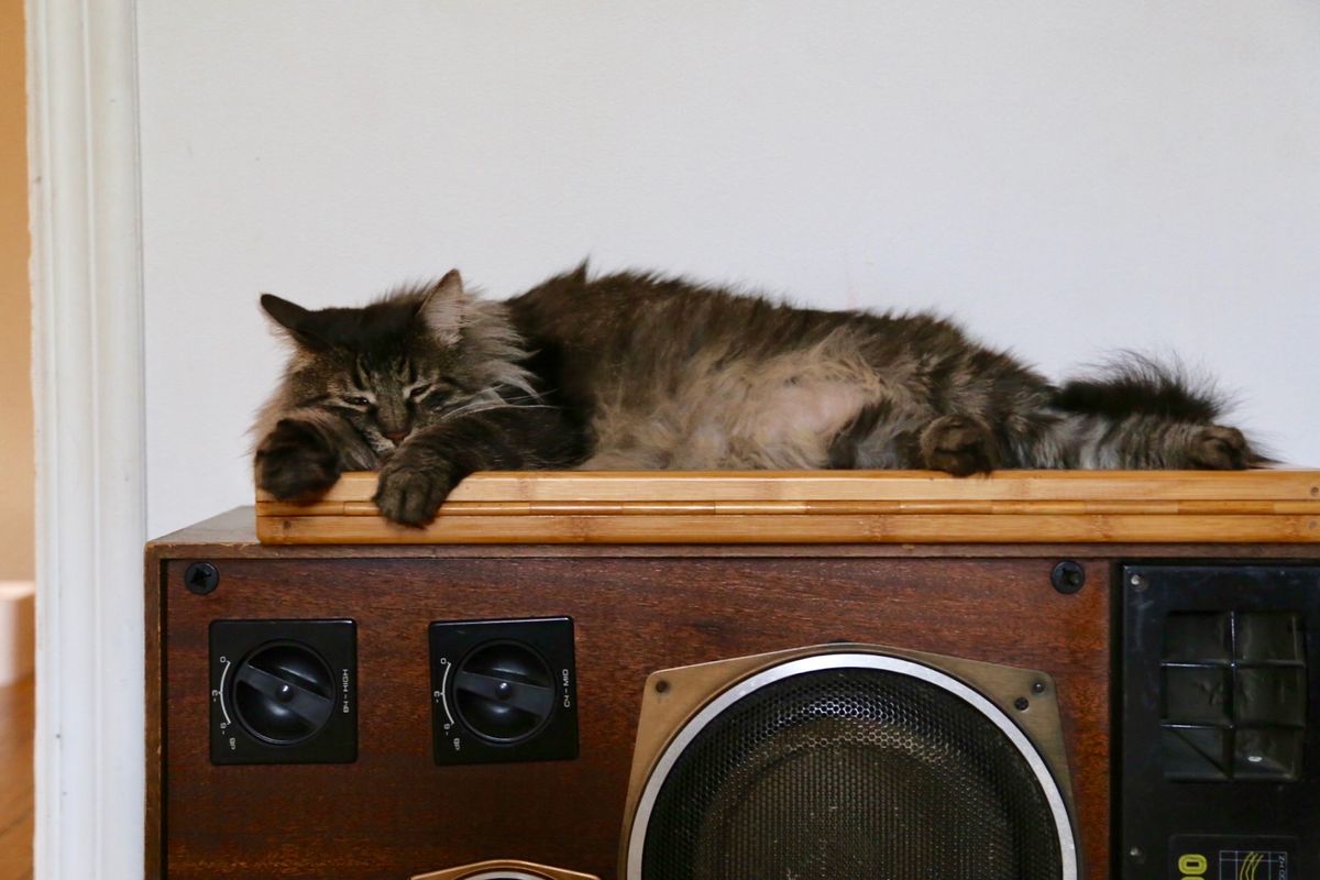 ウラジオストクの街中にある猫カフェ、ヴァレリヤニチ

11匹在籍してる猫ち...