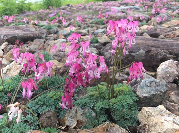 日本・長野県「白馬トレッキング」の写真：白馬のトレッキングで見た高山植物。
コマ...