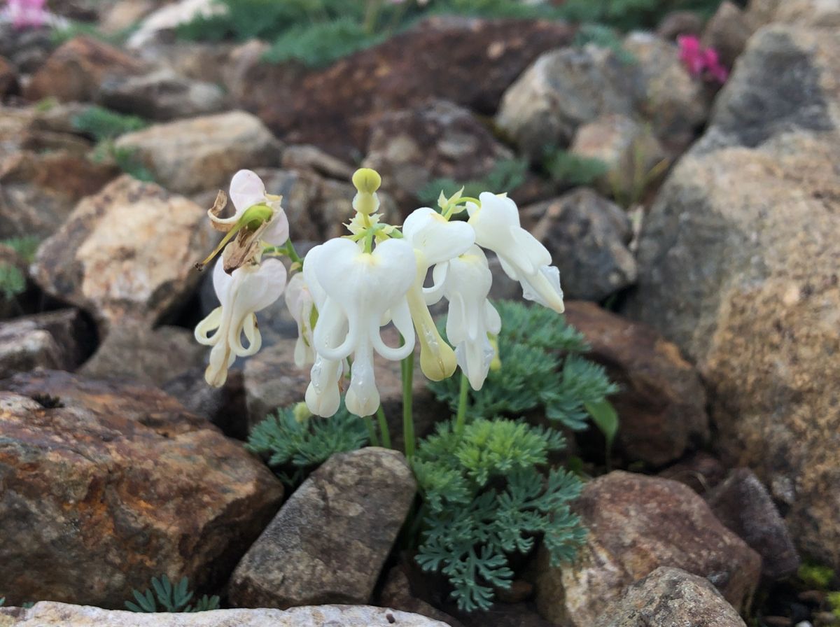 白馬のトレッキングで見た高山植物。
コマクサ、イブキジャコウソウ、ニッコウ...
