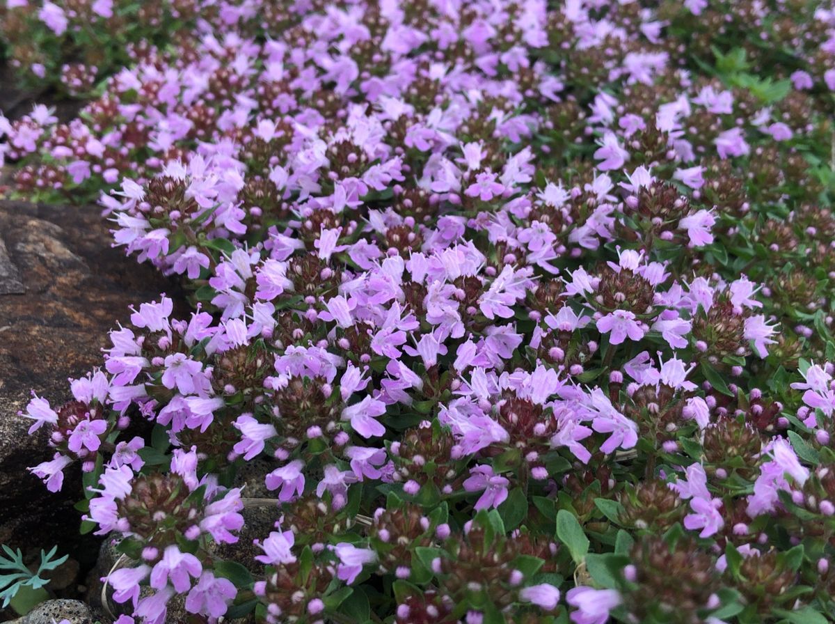 白馬のトレッキングで見た高山植物。
コマクサ、イブキジャコウソウ、ニッコウ...