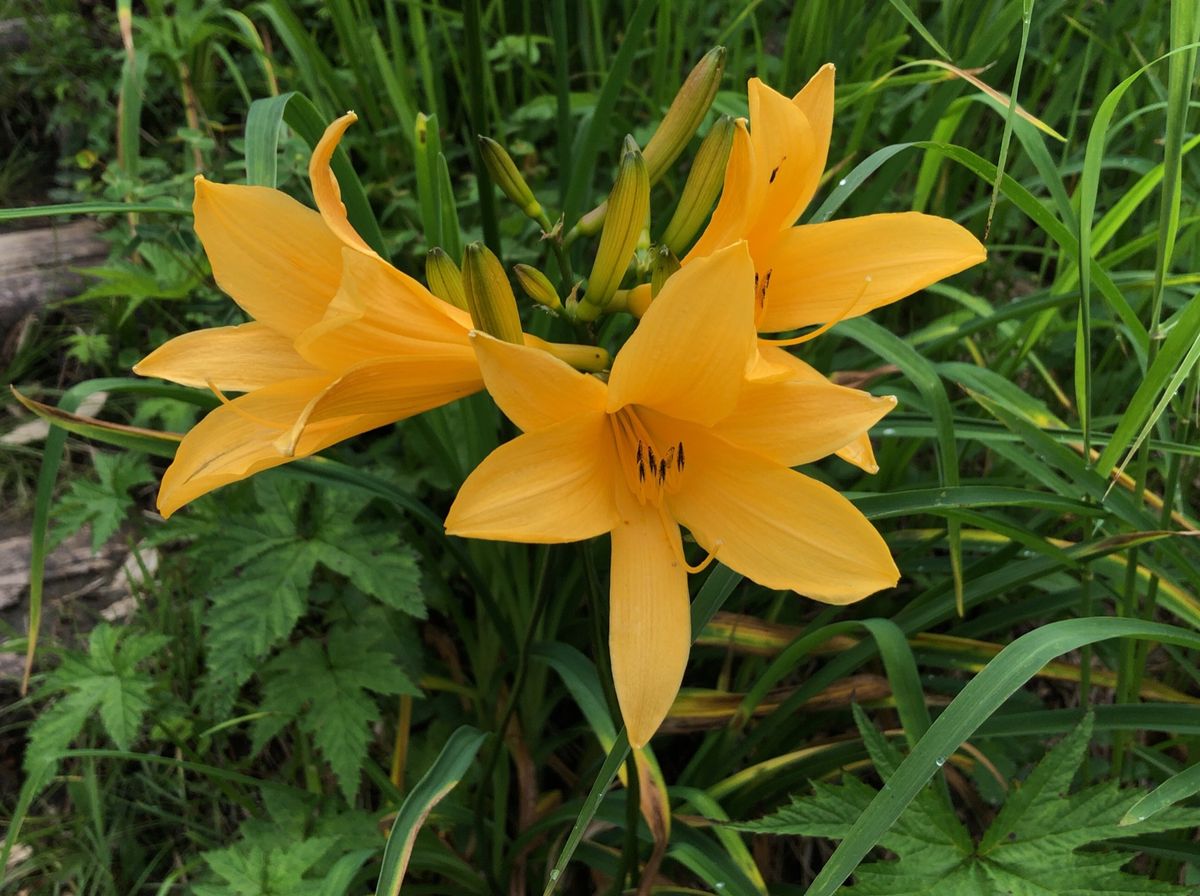 白馬のトレッキングで見た高山植物。
コマクサ、イブキジャコウソウ、ニッコウ...