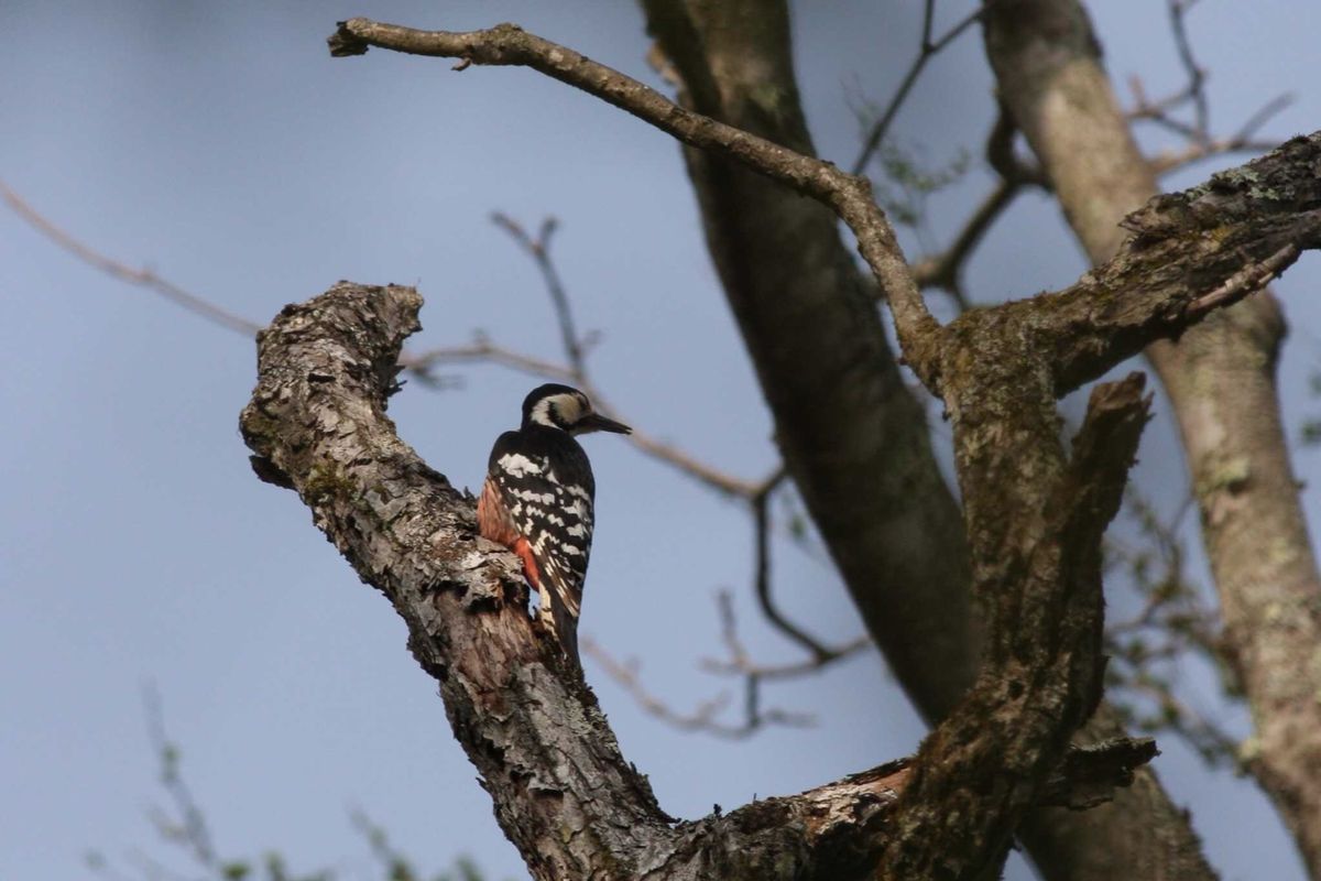 戸隠森林植物園でバードウォッチング。オオアカゲラ、アオゲラ、エナガなど。