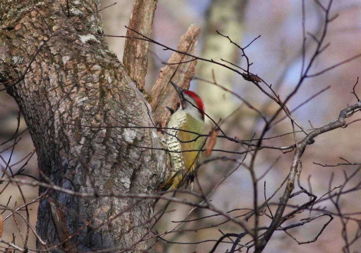 戸隠森林植物園でバードウォッチング。オオアカゲラ、アオゲラ、エナガなど。