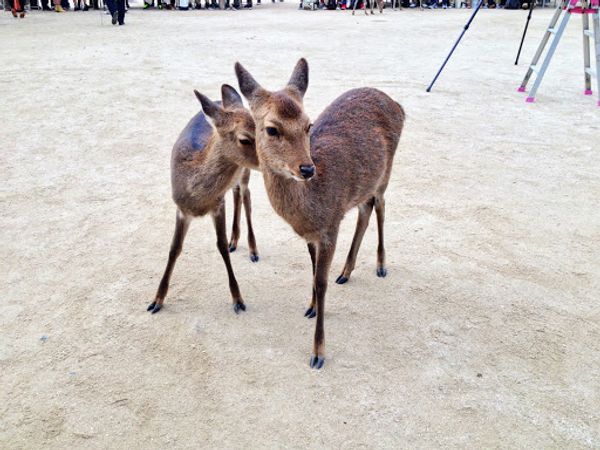日本・島根県「厳島神社 出雲大社」の写真：見てみたかった鳥居