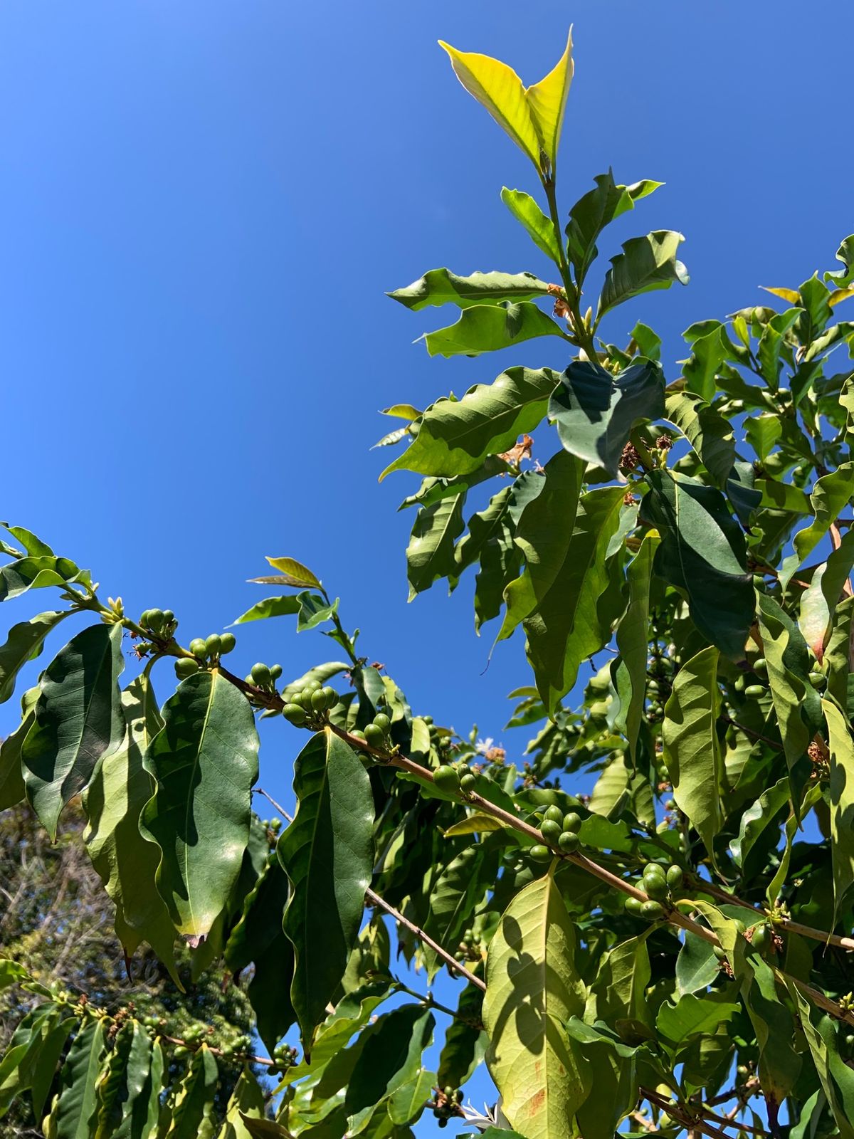 コナコーヒーベルトでコーヒー農園見学しました。  どちらも園内綺麗に整備さ...