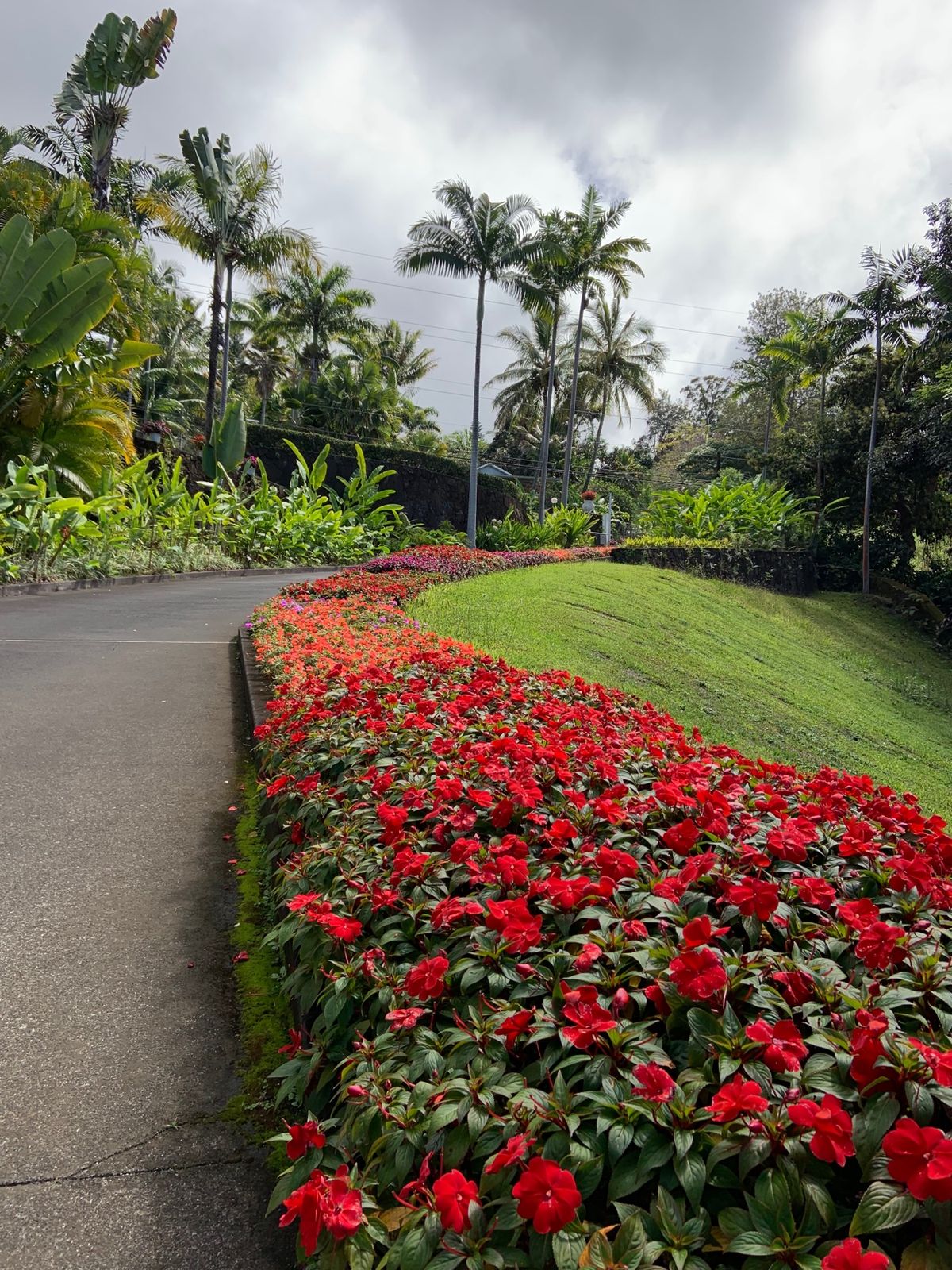 コナコーヒーベルトでコーヒー農園見学しました。  どちらも園内綺麗に整備さ...
