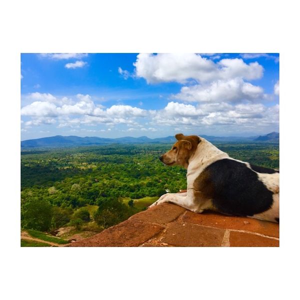スリランカ「スリランカ𓀙⚑⚐」の写真