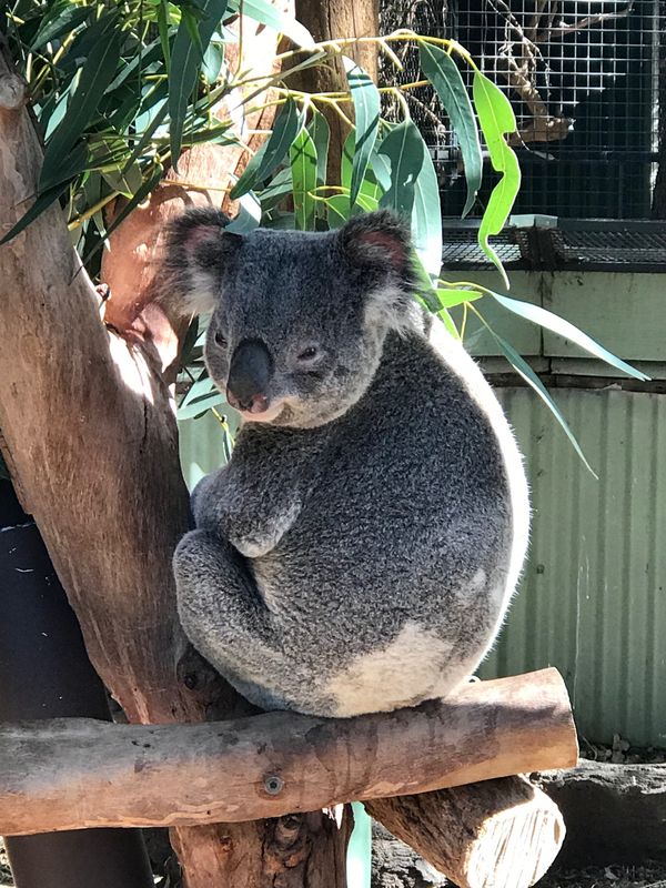 オーストラリア連邦・ゴールドコースト、シドニー、ブルーマウンテン「Australia」の写真