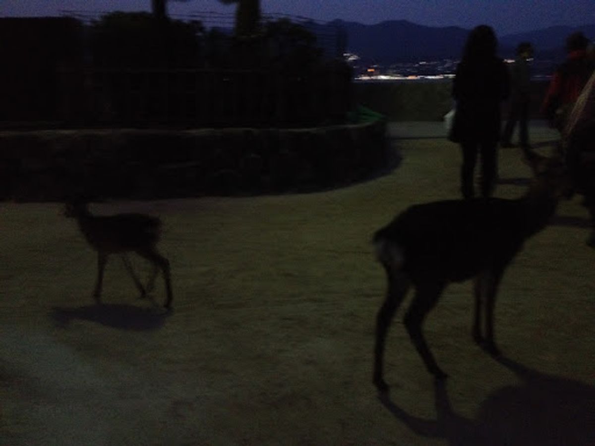 穏やかな海に浮かぶ鳥居と、背後の山が日本らしい。
暮れていく空に吸い込ま...