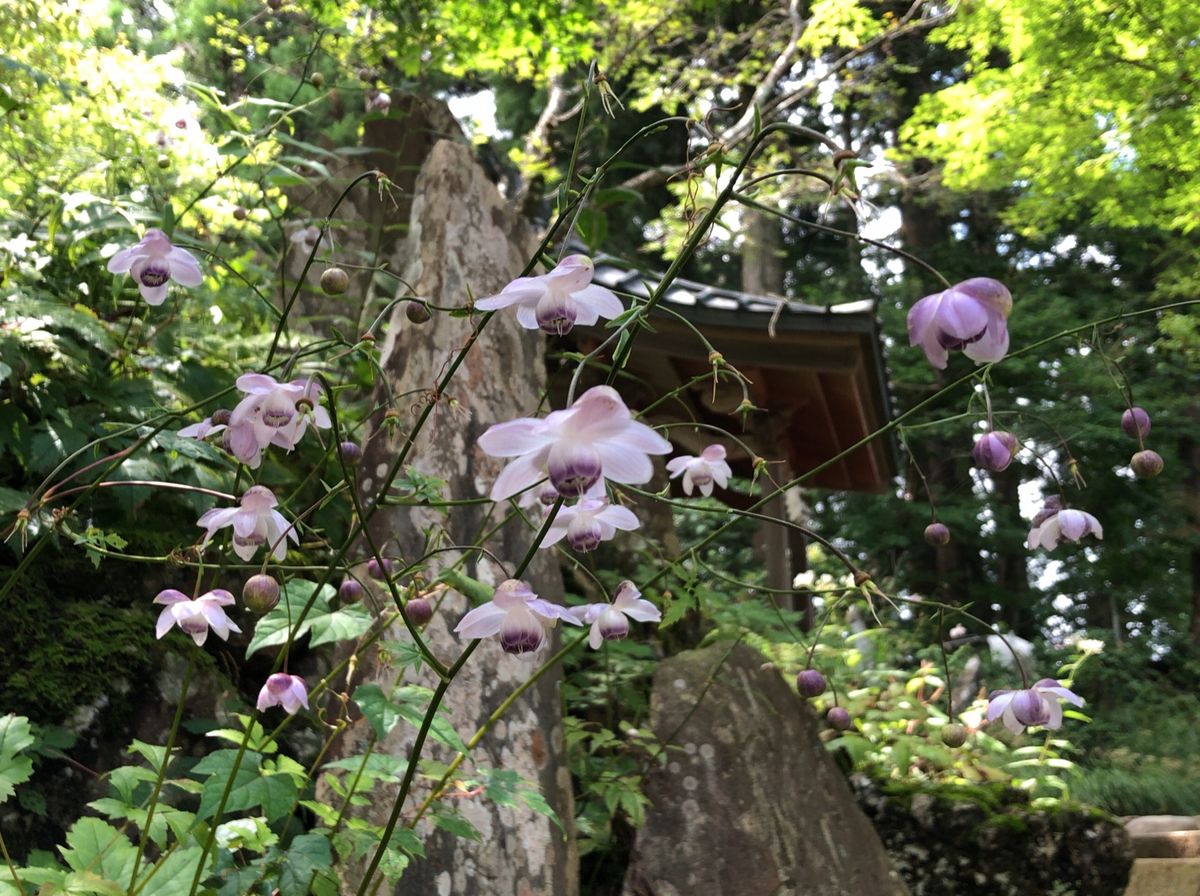 日本最大のレンゲショウマの群生地、御岳山。この時期に見頃を迎えます。その他...