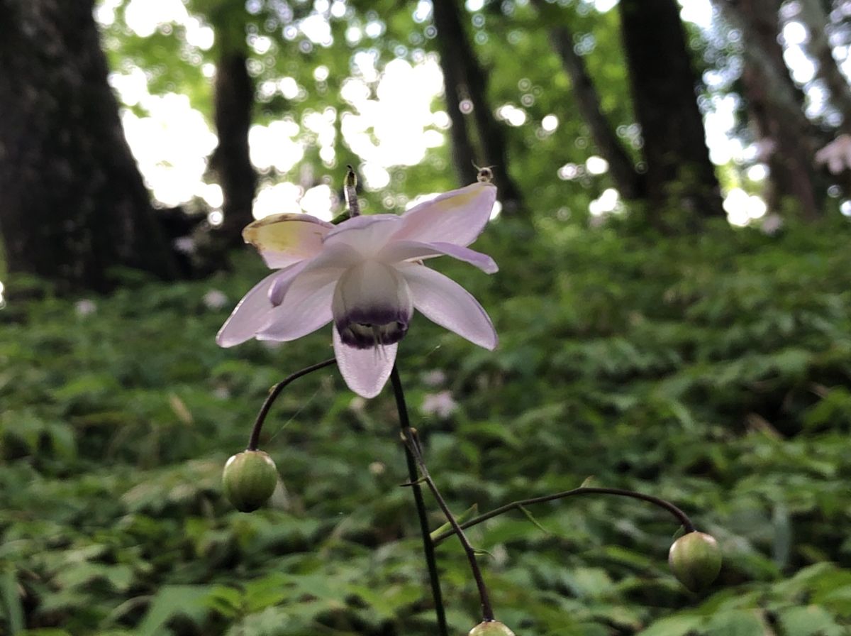 日本最大のレンゲショウマの群生地、御岳山。この時期に見頃を迎えます。その他...