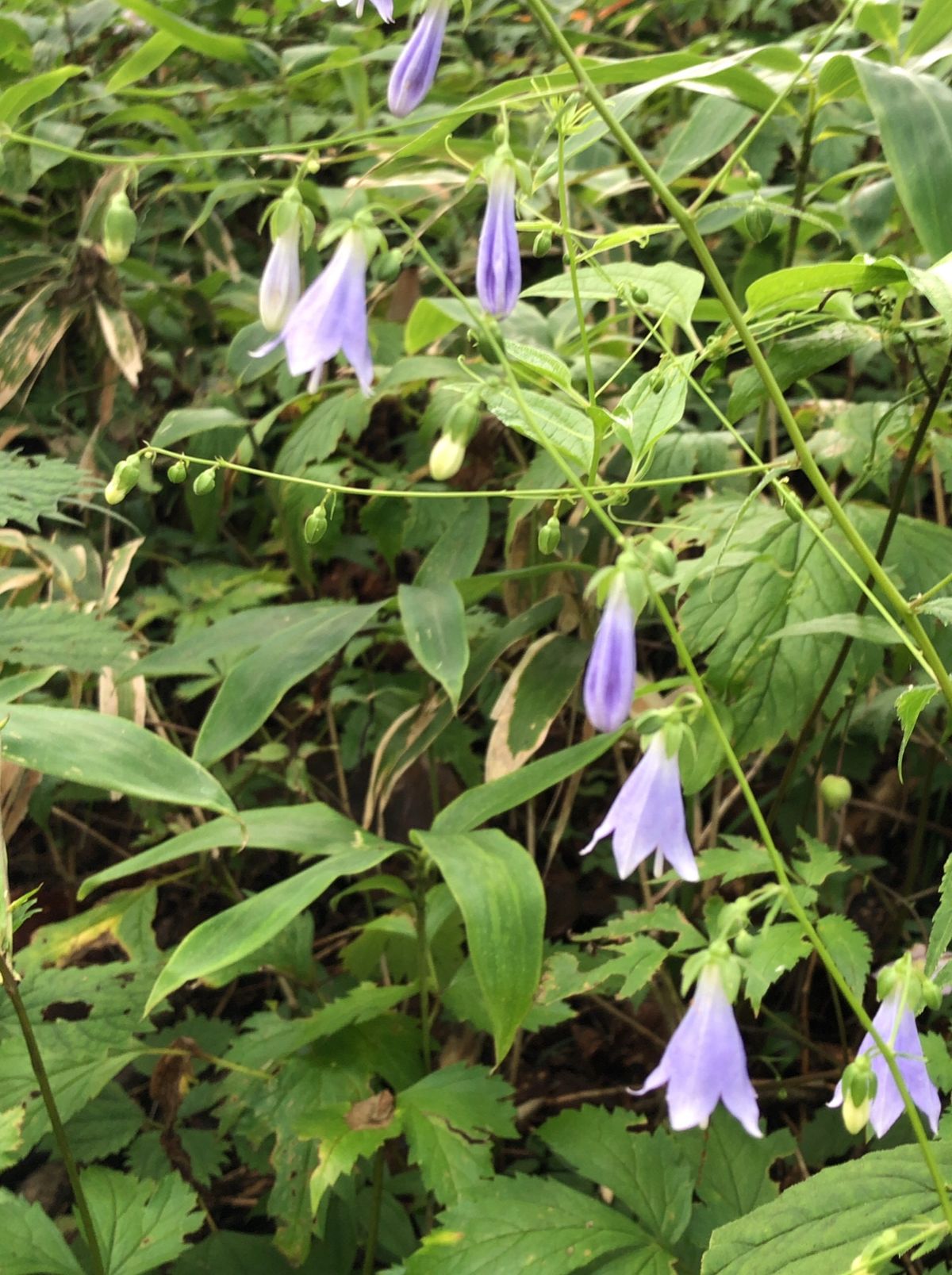 日本最大のレンゲショウマの群生地、御岳山。この時期に見頃を迎えます。その他...