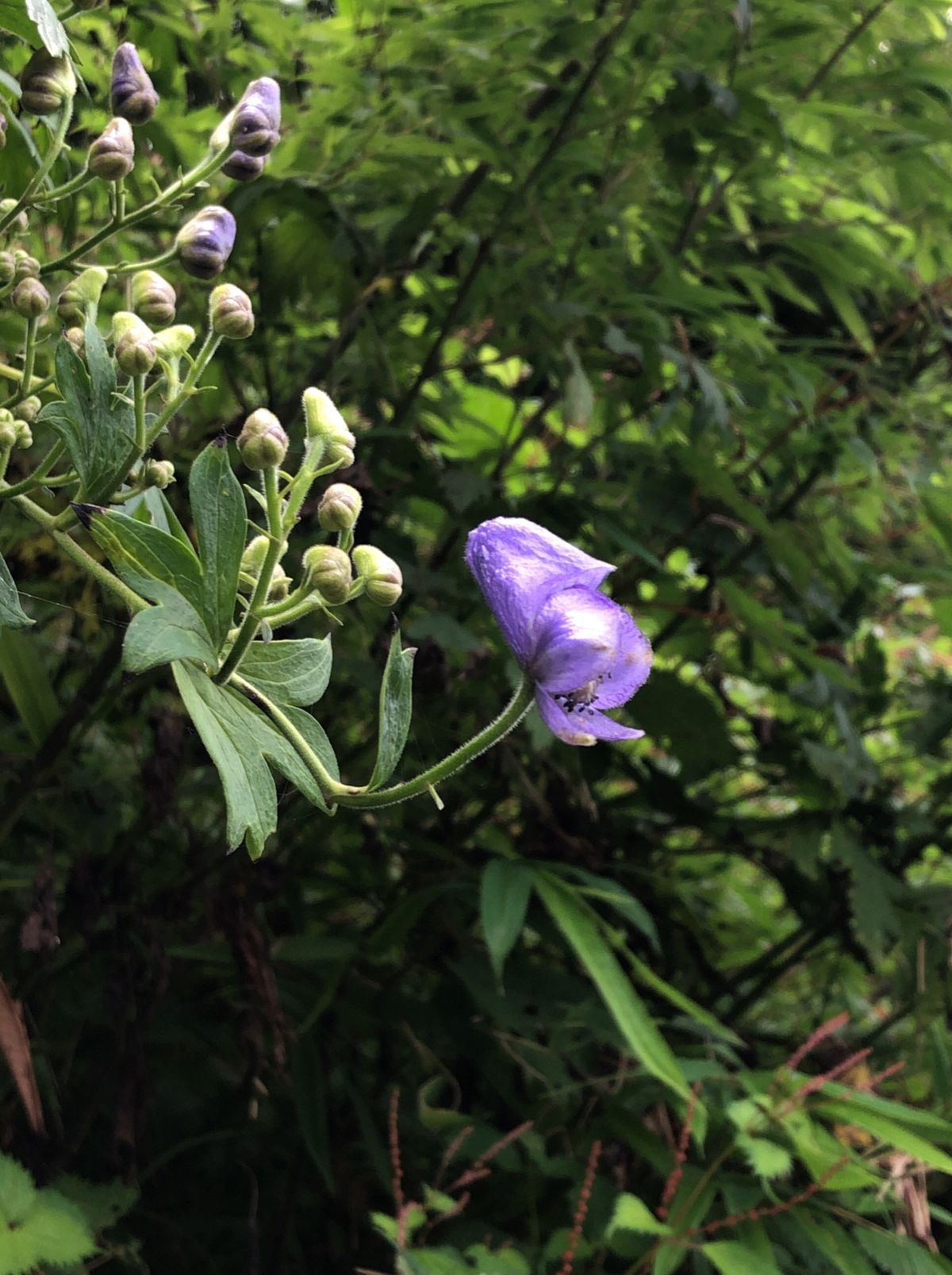 日本最大のレンゲショウマの群生地、御岳山。この時期に見頃を迎えます。その他...