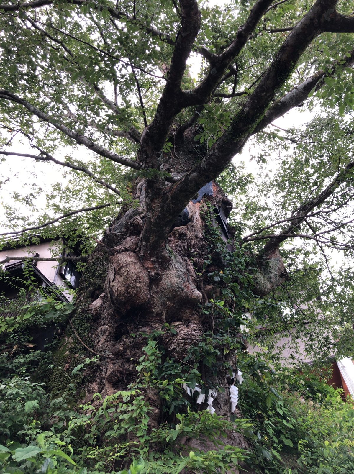 御嶽神社にも参拝してきました。途中樹齢1000年を超える神代檜もありました...