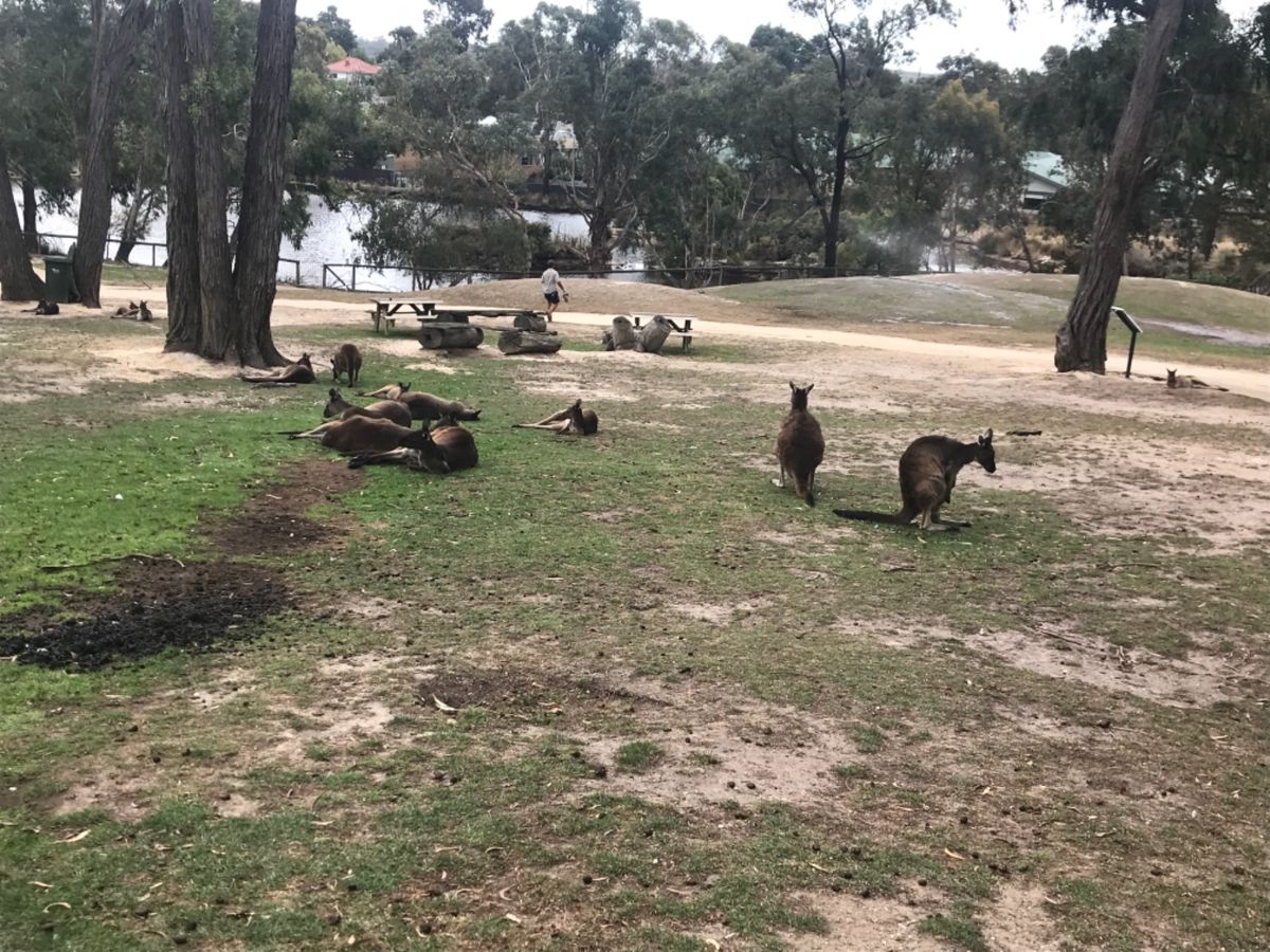 メルボルンの動物園に飽きたら絶対ここ!
奈良の鹿並みにカンガルーが近寄って...