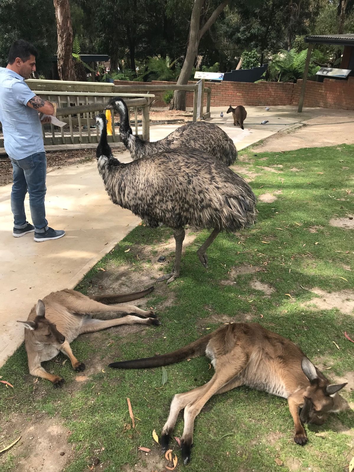 メルボルンの動物園に飽きたら絶対ここ!
奈良の鹿並みにカンガルーが近寄って...
