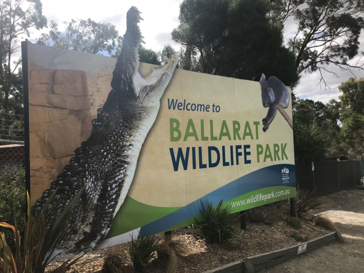 メルボルンの動物園に飽きたら絶対ここ!
奈良の鹿並みにカンガルーが近寄って...