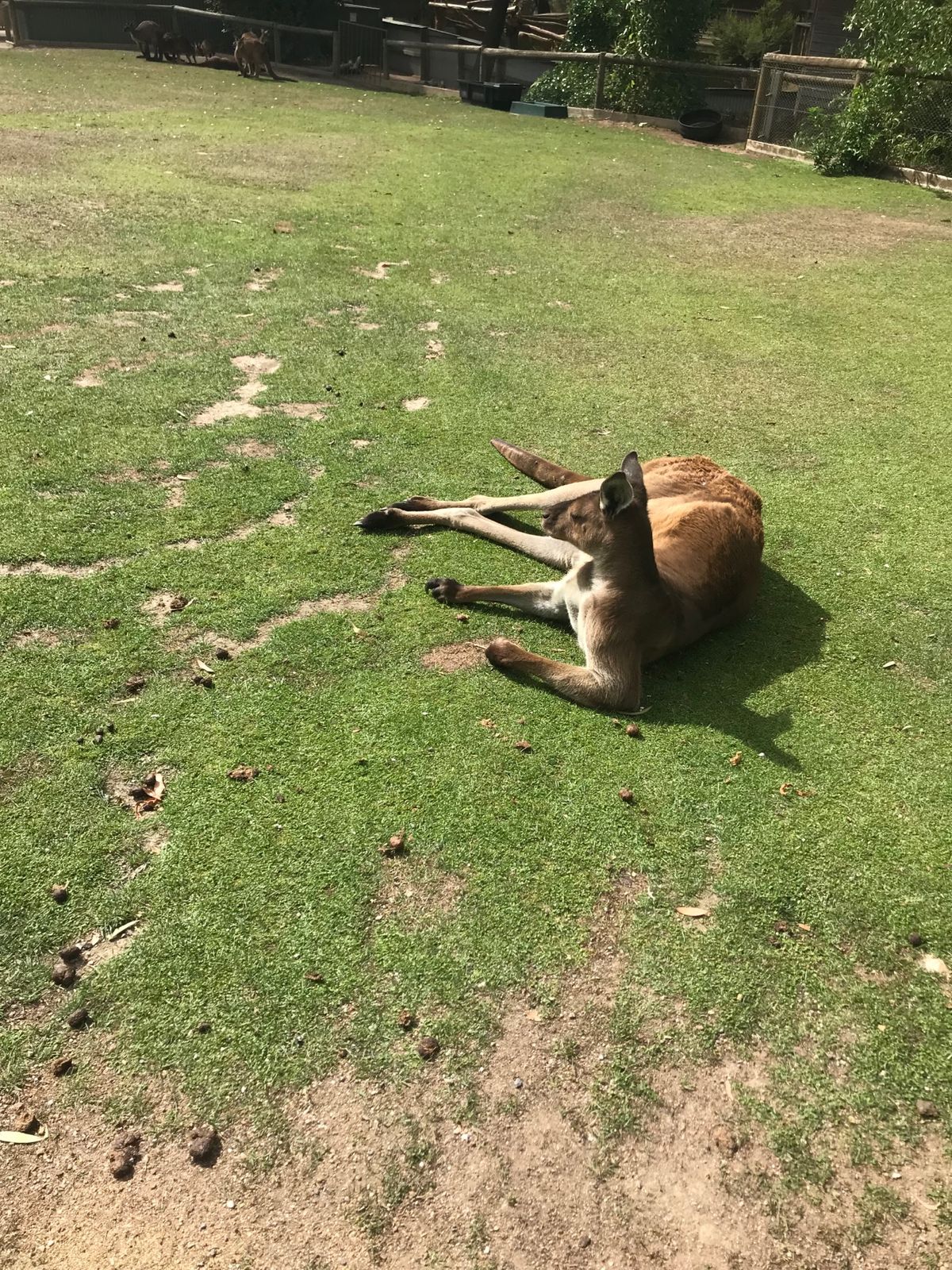 メルボルンの動物園に飽きたら絶対ここ!
奈良の鹿並みにカンガルーが近寄って...